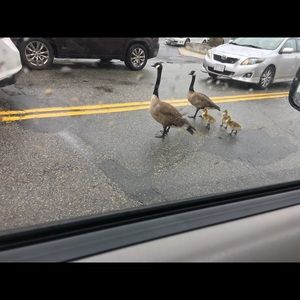 Meet your Posher, Nazha